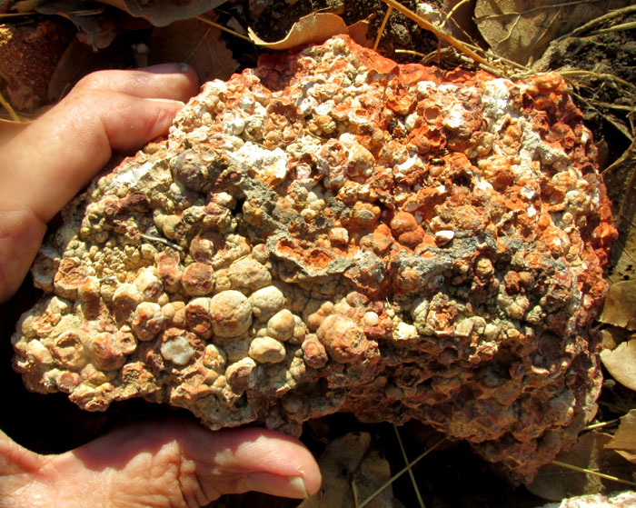 spherulites in rhyolitic ash occuring occurring near La Higuera, Querétaro, México