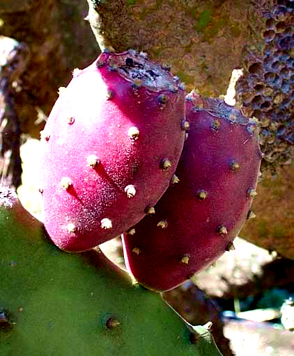 Nopal Cactus, OPUNTIA FICUS-INDICA, fruit