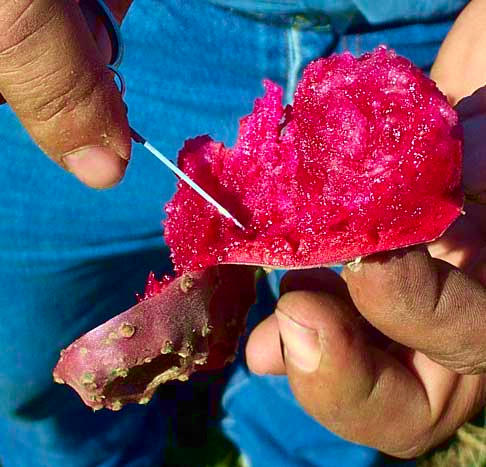 Nopal Cactus, OPUNTIA FICUS-INDICA, fruit