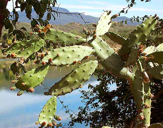 OPUNTIA AUBERI