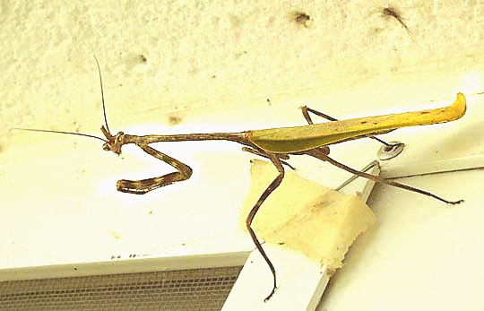 Mexican Unicorn Mantis, PHYLLOVATES CHLOROPHAEA