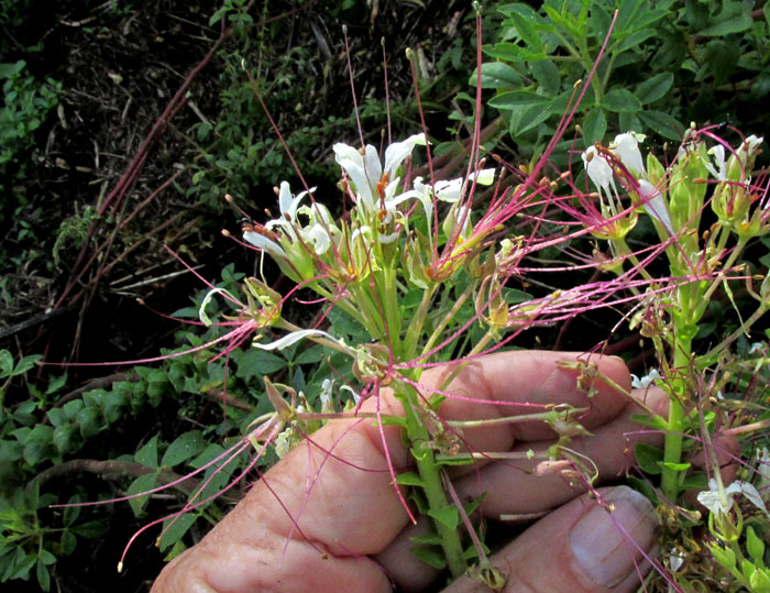 Mexican Clammyweed, CLEOME UNIGLANDULOSA