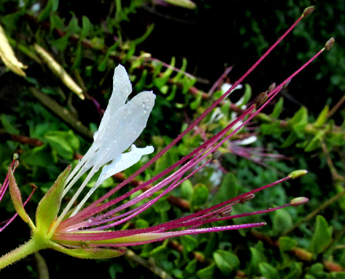 Mexican Clammyweed, CLEOME UNIGLANDULOSA