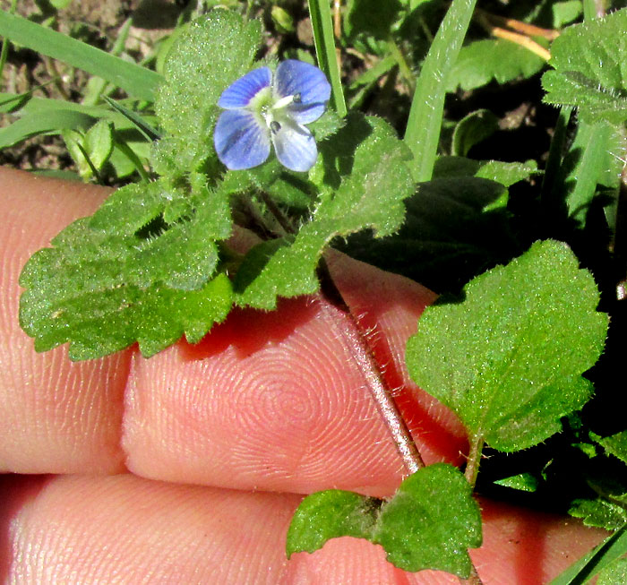 Gray Speedwell, VERONICA POLITA, size relative to hand