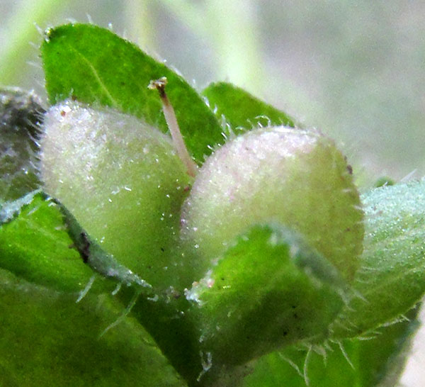 Gray Speedwell, VERONICA POLITA, capsule showing style extending beyond notch