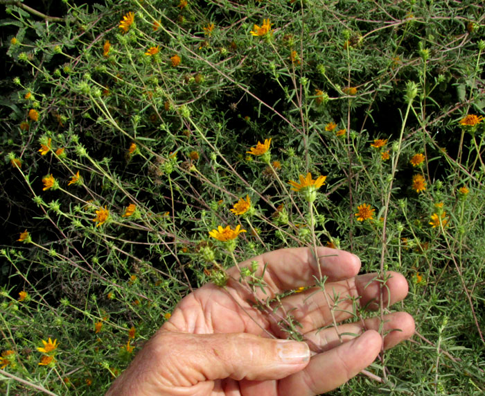 ALDAMA [VIGUIERA] LINEARIS, flower stems and leaves in habitat