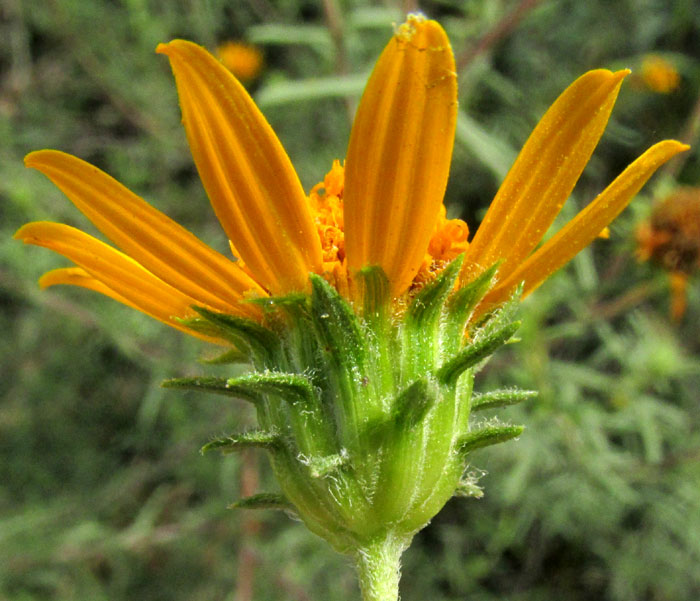 ALDAMA [VIGUIERA] LINEARIS, capitulum from side