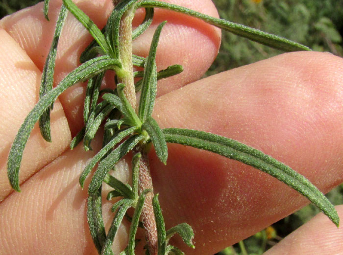 ALDAMA [VIGUIERA] LINEARIS, hairy stems & leaves