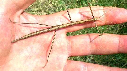 WALKINGSTICK