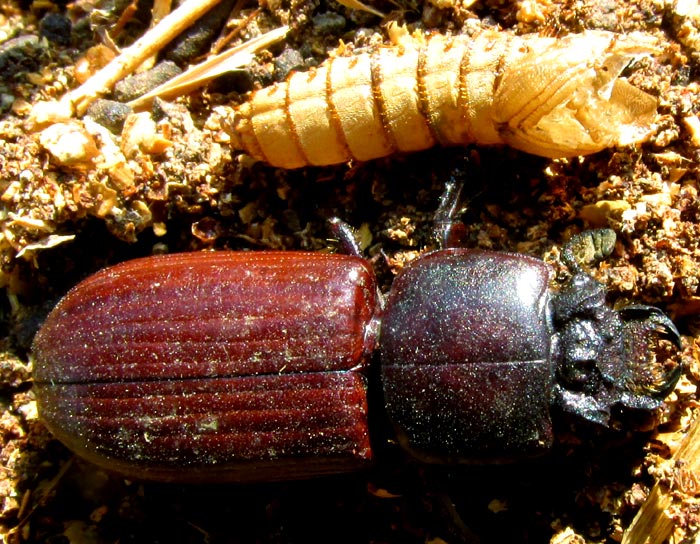 insect larva beside beetle