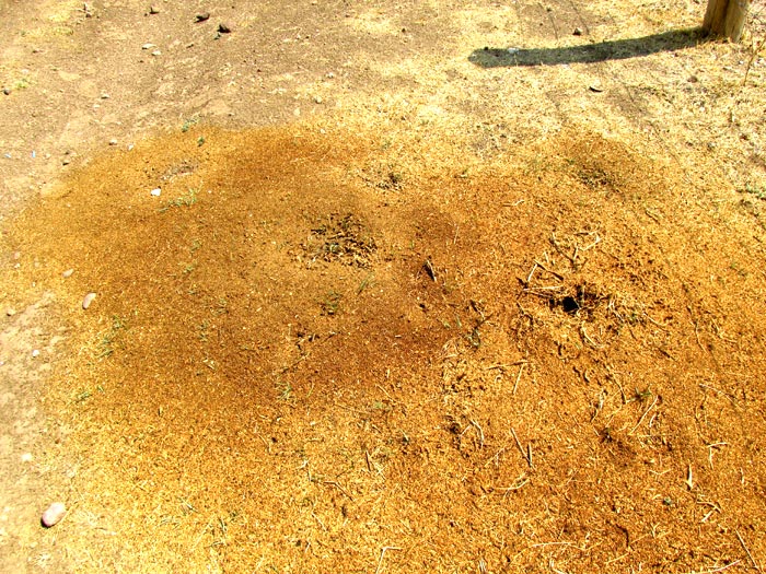 harvester ant nest with frass & mysterious web tubes