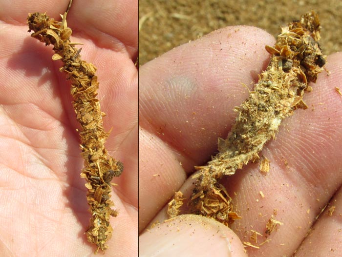 mysterious web tubes with and without crumbly covering