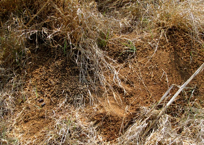 mysterious web tubes among tufts of grass