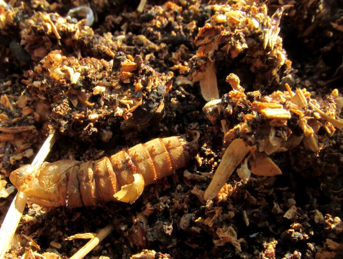 mysterious web tube beside larval exoskeleton