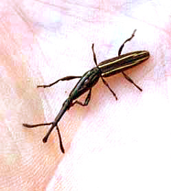 BRENTUS MEXICANUS