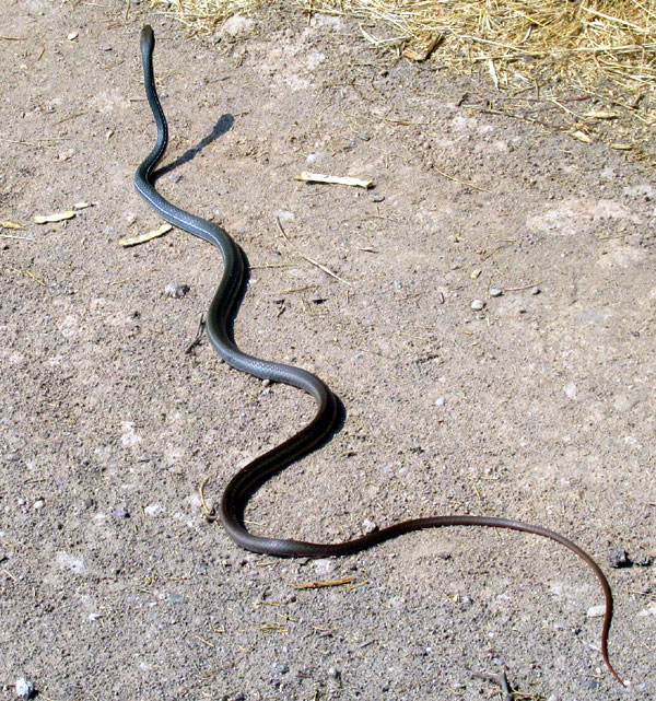 Schott's Whipsnake, MASTICOPHIS SCHOTTI ssp. RUTHVENI, body