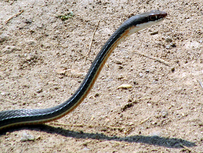 Schott's Whipsnake, MASTICOPHIS SCHOTTI ssp. RUTHVENI, head shown raised above ground