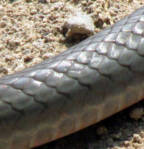 Schott's Whipsnake, MASTICOPHIS SCHOTTI ssp. RUTHVENI, body scales