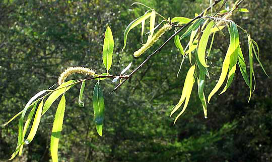 Bonpland Willow, SALIX BONPLANDIANA