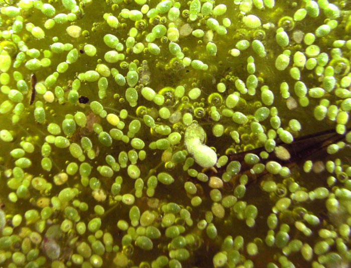 Brazilian Watermeal, WOLFFIA BRASILIENSIS in watering trough