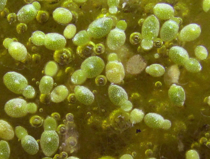 Brazilian Watermeal, WOLFFIA BRASILIENSIS in watering trough, close up