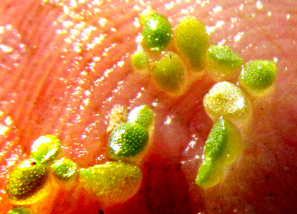 Brazilian Watermeal, WOLFFIA BRASILIENSIS, on fingertip showing side views