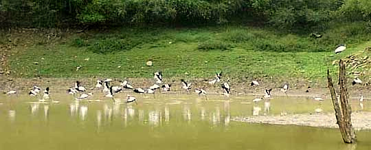 WANDERING WOOD STORKS