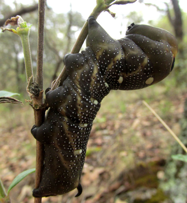 Falcon Sphinx caterpillar, XYLOPHANES FALCO