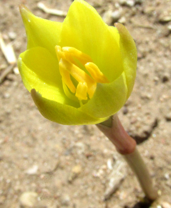 Copper Zephyrlily, Zephyranthes longifolia, interior of young blossom