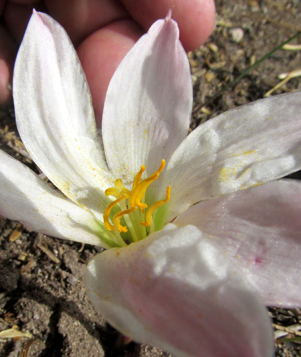 Pink Lindley's Rain-lily, ZEPHYRANTHES LINDLEYANA, stamens & stigma