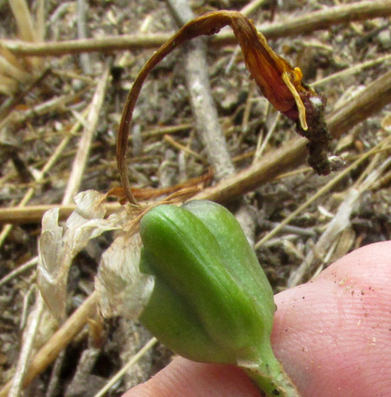 Pink Lindley's Rain-lily, ZEPHYRANTHES LINDLEYANA, immature fruit