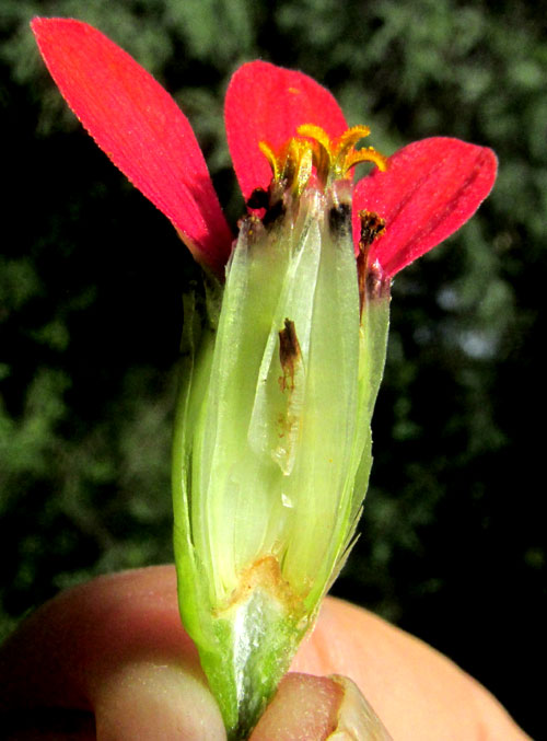 Peruvian Zinnia, ZINNIA PERUVIANA, capitulum broken open to show paleae