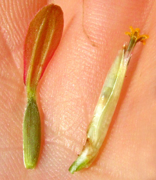 Peruvian Zinnia, ZINNIA PERUVIANA, developing cypselae