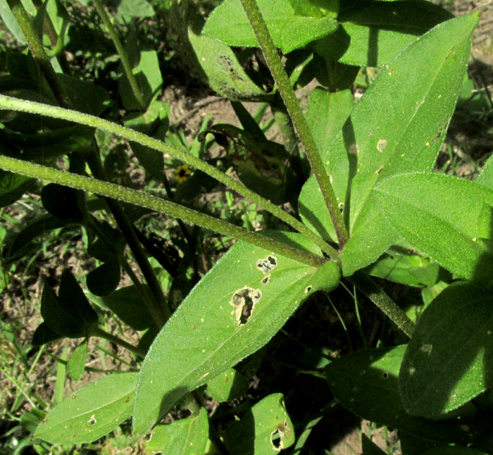 Peruvian Zinnia, ZINNIA PERUVIANA, stems and leaves