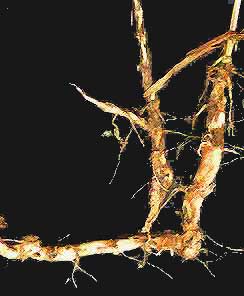 Rhizome of Johnson Grass, Sorghum halepense