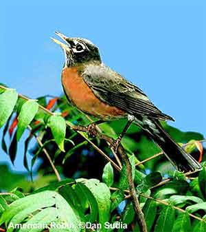 American Robin
