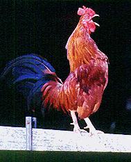Rocky the vociferous rooster