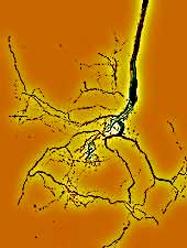 fibrous root