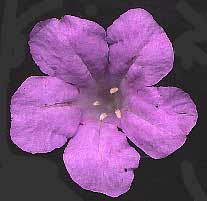 Ruellia, Ruellia caroliniensis