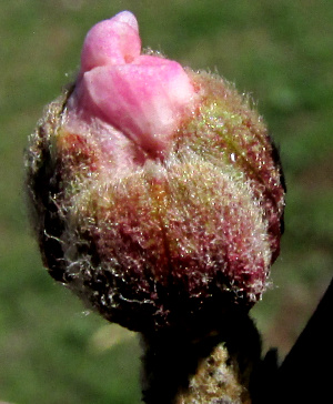 sepals on an opening pear blossom