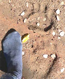 Black Bear tracks, photo by Diana Adams of California