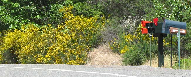 Scotch Broom, CYTISUS SCOPARIUS