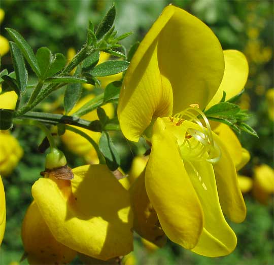 Scotch Broom, CYTISUS SCOPARIUS, flower