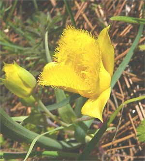 Yellow Star Tulip, CALOCHORTUS MONOPHYLLUS