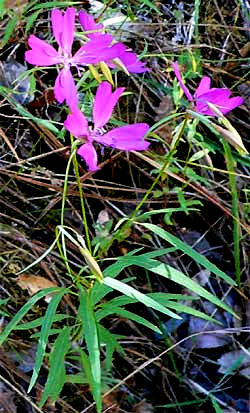 Clarkia biloba