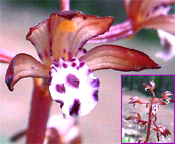 Spotted Coral-root, CORALLORHIZA MACULATA