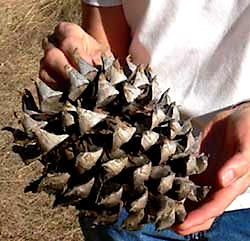 Digger Pine cone, PINUS SABINIANA