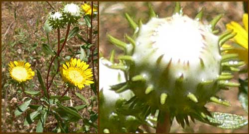 Gumweed, GRINDELIA HIRSUTULA