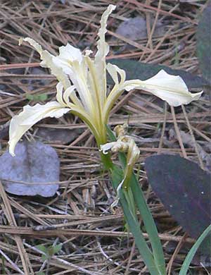 Sierra Iris, Iris hartwegii