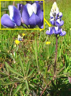 Bush Lupine, Lupinus albifrons